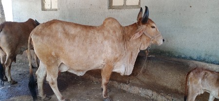 ગાય વેચવાની છે