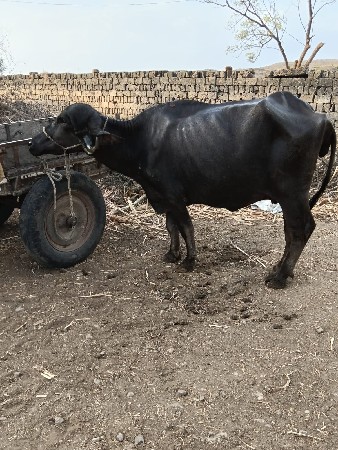 આ ભેસ વેચવાની છે