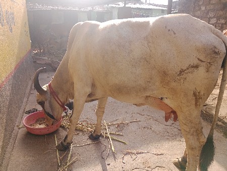 સફેદ ગાય વેચવાની છે