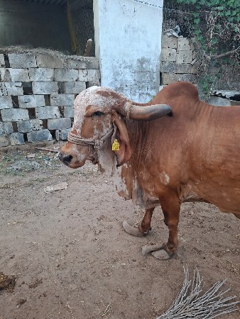 વેચવાની છે