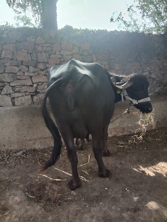 વેચવાની છે