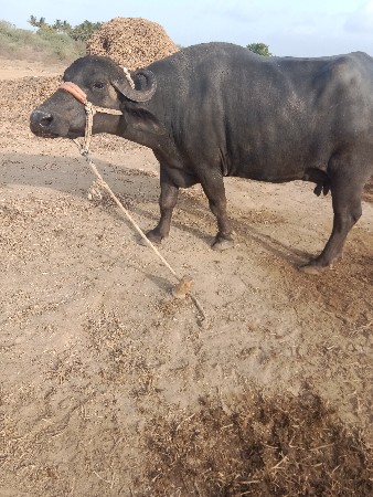 ભેંસ વેચવાની છે