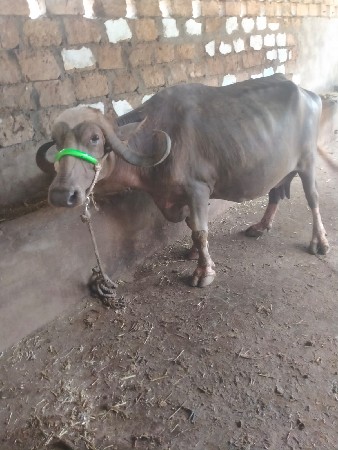 ભેંશ વેચવાની છે