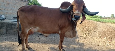 vechavani se jene levi hoy tene
વ
