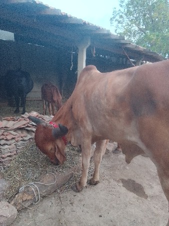 બળદ વેચવાનો સાટા પણ ચાલે