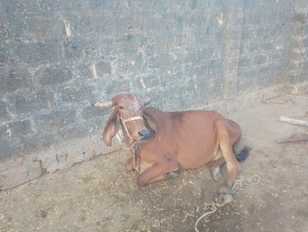 બીજી વેતર વ્યાસે