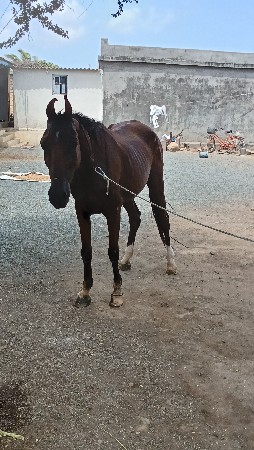 ઘોડી વેસ્વા ની સાટા કરવા ના સે 5
