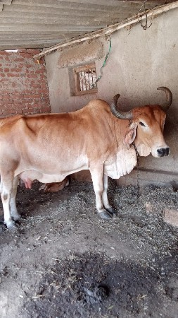 ગાય વેચવાની છે