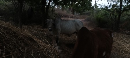 બળદ વેસવા ના સે 4 થી ધર ના સે