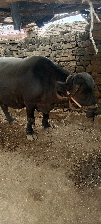 ભેંશ.વેસવાની
