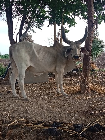 બળદ વેચવા નો છે