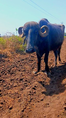 ફુલ જવાબદારી થી વેચવા ની છે