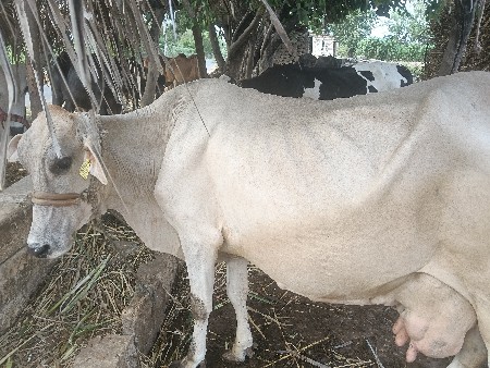 veshavni se