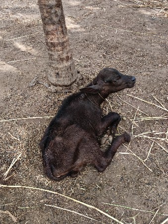 ભેંસ વેચવાની છે