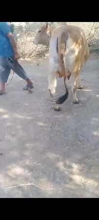 ગાય વેચવાની છે