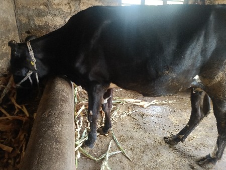 જર્સી ગાય, 2જું વેતર, હોડકી