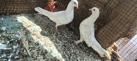 કબુતર વેચવાના છે