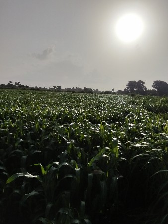 જુવારનો ચારો વેચવાનો છે