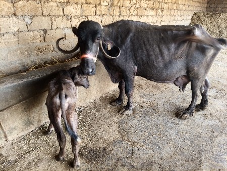 5 5 લિટર દૂધ બે મહિનાની વેણલ