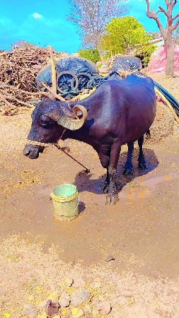 ભેસ વેચવાનિ છે