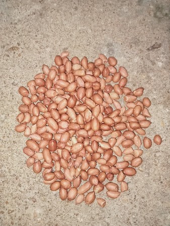 22 નંબર બે બેડલ કોરી માંડવી