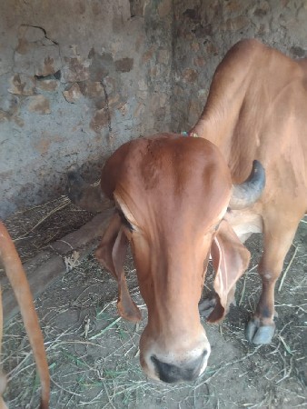 ગાય વેચવાની છે