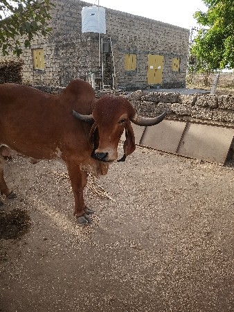 વેચવાની છે