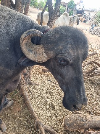 ભેશ વેચવાનિ