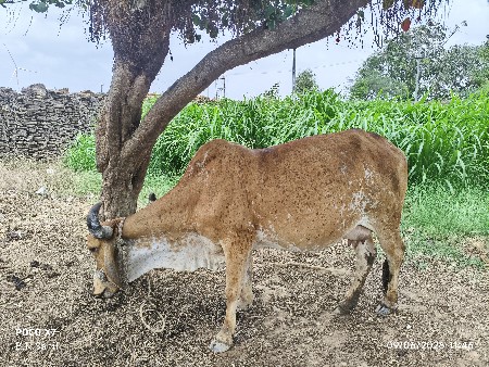 ગાય વેચવા ની છે 2 વેતર