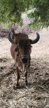 એક બળદ વેચવાનો છે