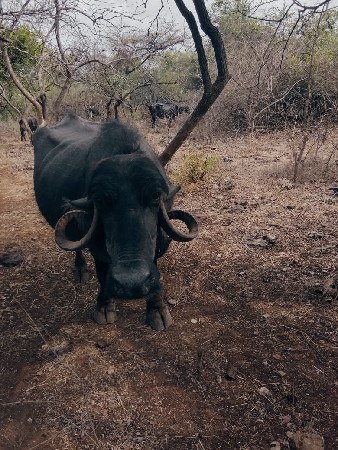 ભેસ વેચવાની છે