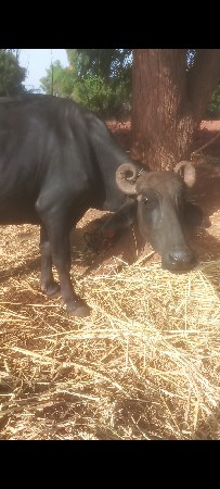 10 દસ ભેસું વેચવાની સે