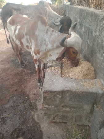 સ દાતેછે