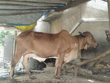માહિતી માટે ફોન કરવો ખોટા ફોન નો કર