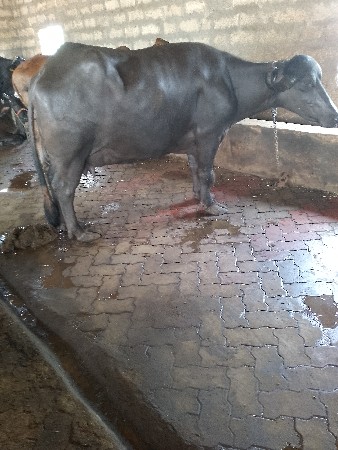ભેંસ વેચવાની છે