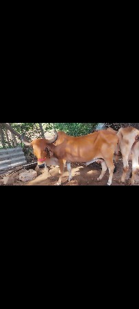 ગાય વેચવાની છે