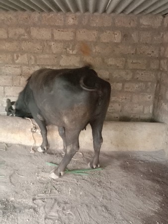 bhes vechavani chhe
