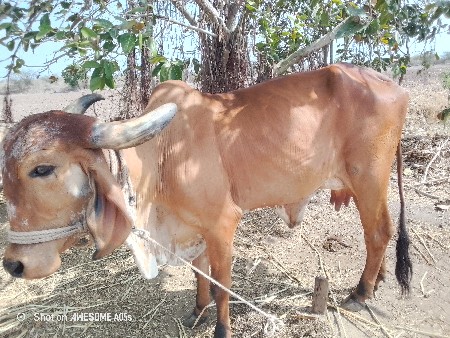 3 વેતર વિયારલ ગાય છે