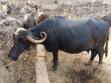 ભેંસ વેચવાની છે