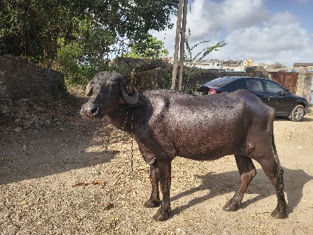 KHADELI VECHAVANI CHHE