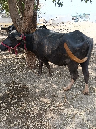 બે ભેસુ વેચવાની છે બેય વયાવાની તૈય
