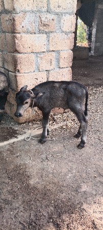 ભેસ