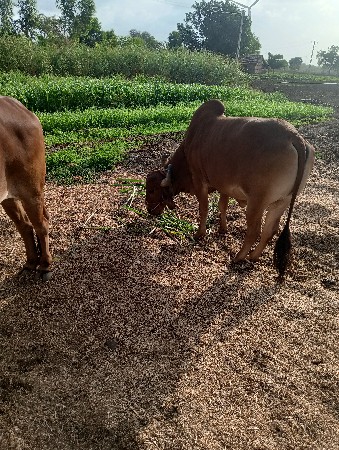 હિંમતભાઈ