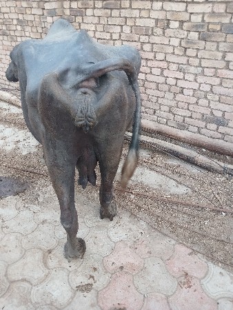 વેચવાની સે