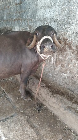 ભેશ વેચવાનો છે