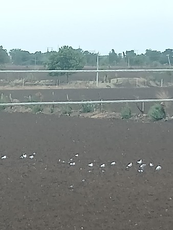 20 કબૂતર છે બધાં સાદા