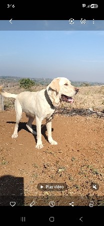 લેબ