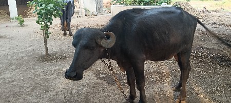 ખડેલી વેચવાની છે