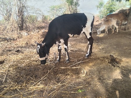 રોહિત ભાઈ 
6354616803