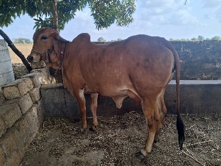 ગીર ગાય